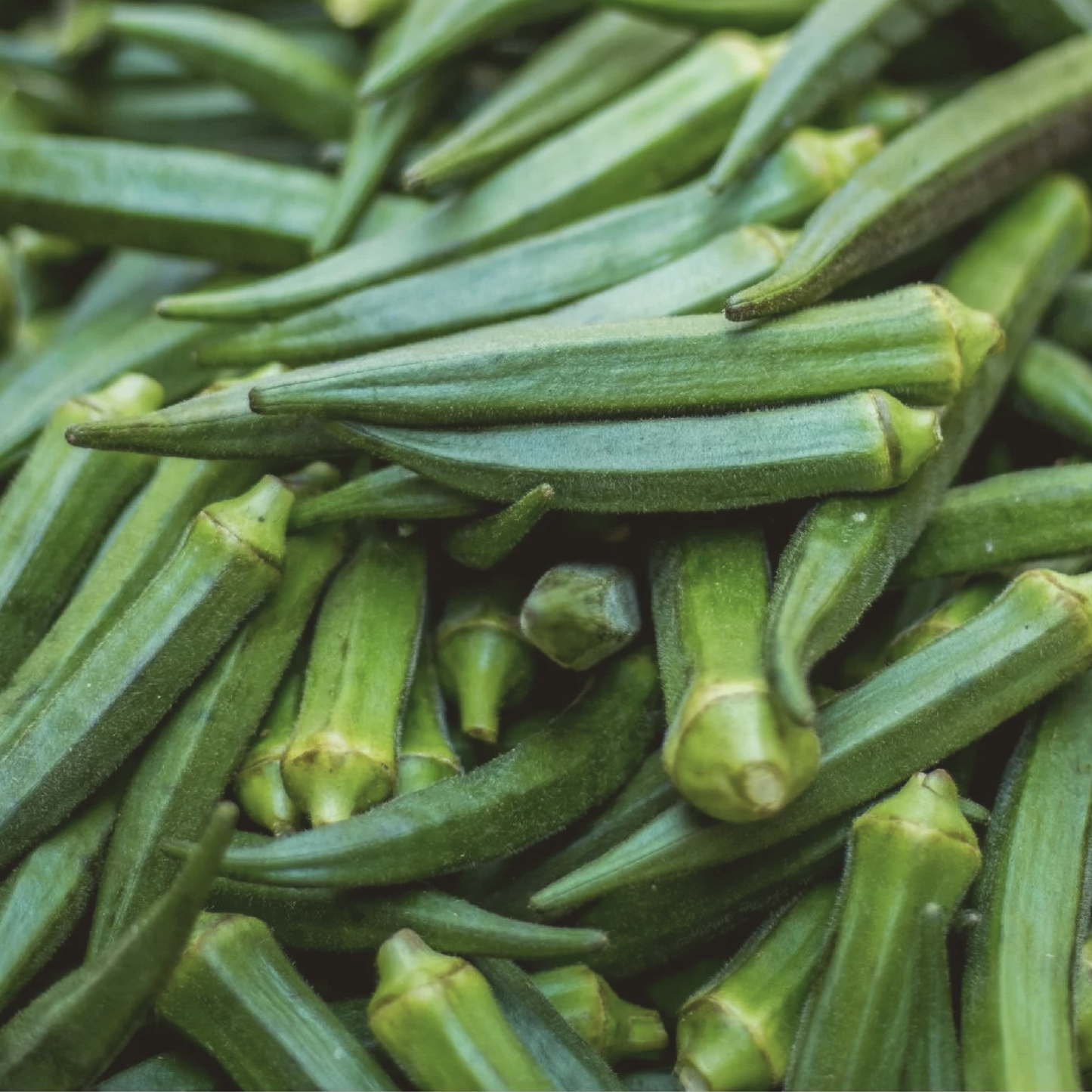 Emerald Okra Seeds