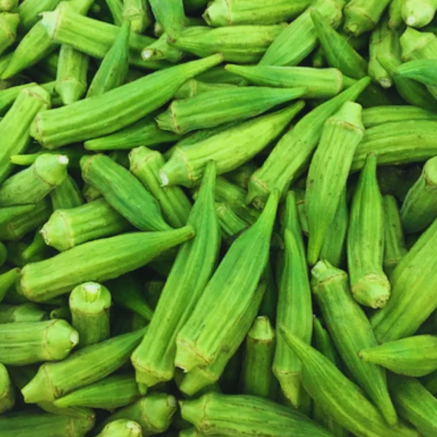 Clemson Spineless Okra Seeds
