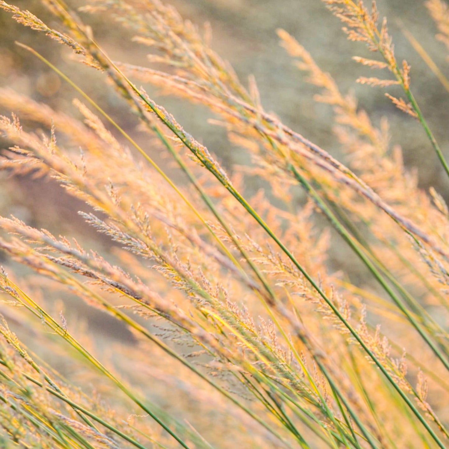 Indian Grass - Sorghastrum nutans Seeds