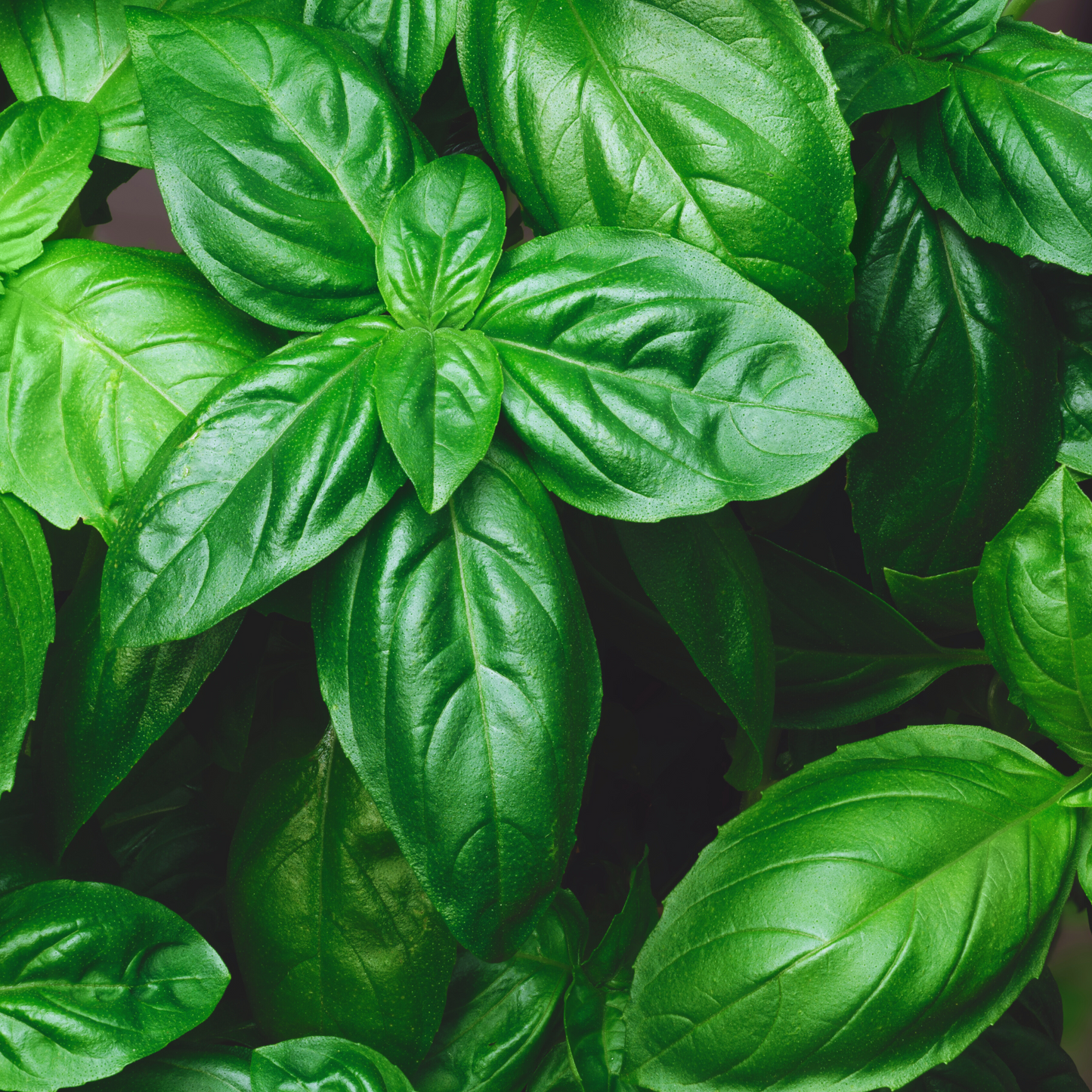 Genovese Basil Seeds