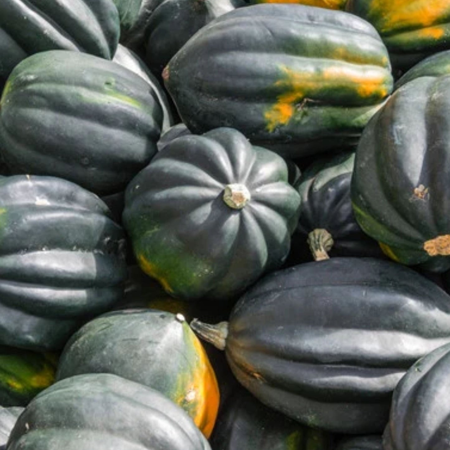 Acorn Table Queen Winter Squash Seeds