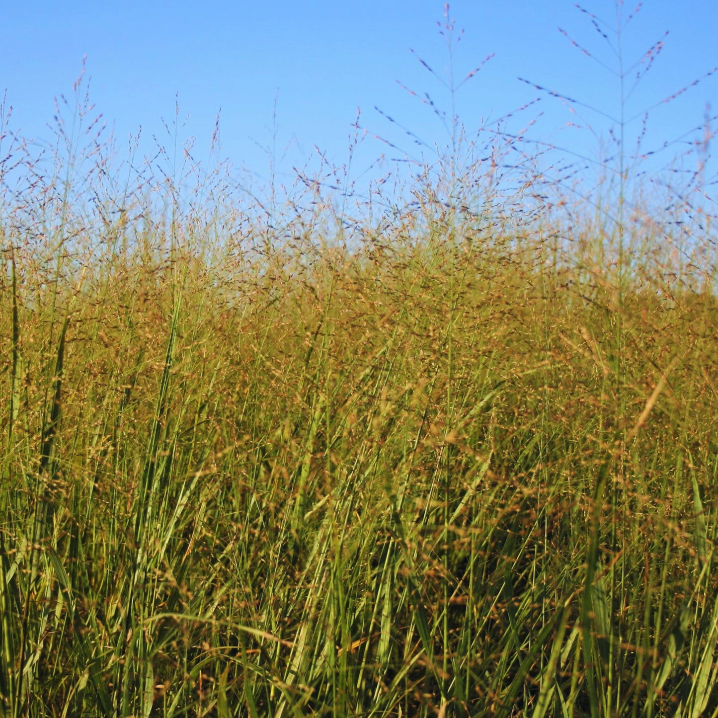 Switch Grass - Panicum Virgatum Seeds