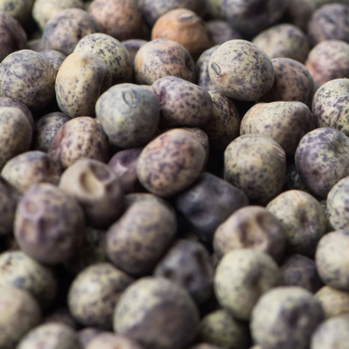 Speckled Pea Seeds