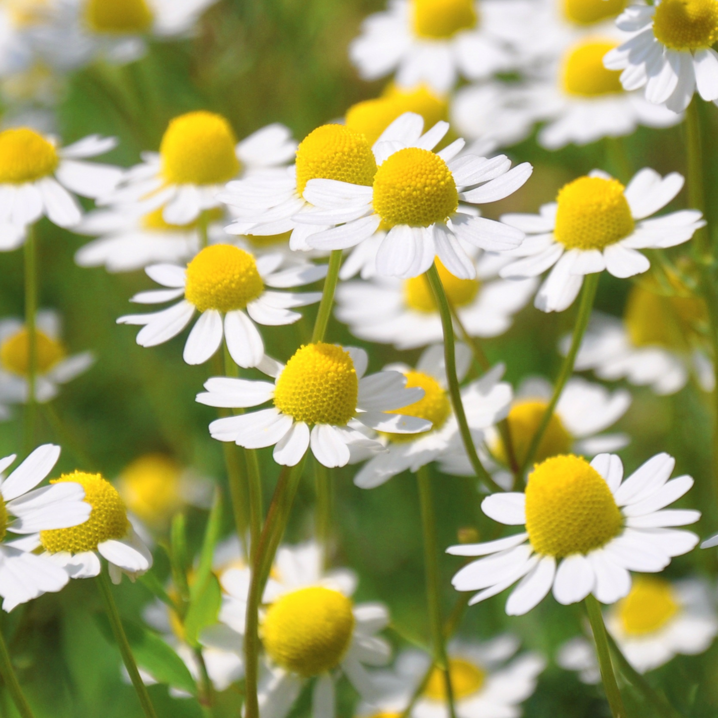 Common German Chamomile - Matricaria Recutita Seeds