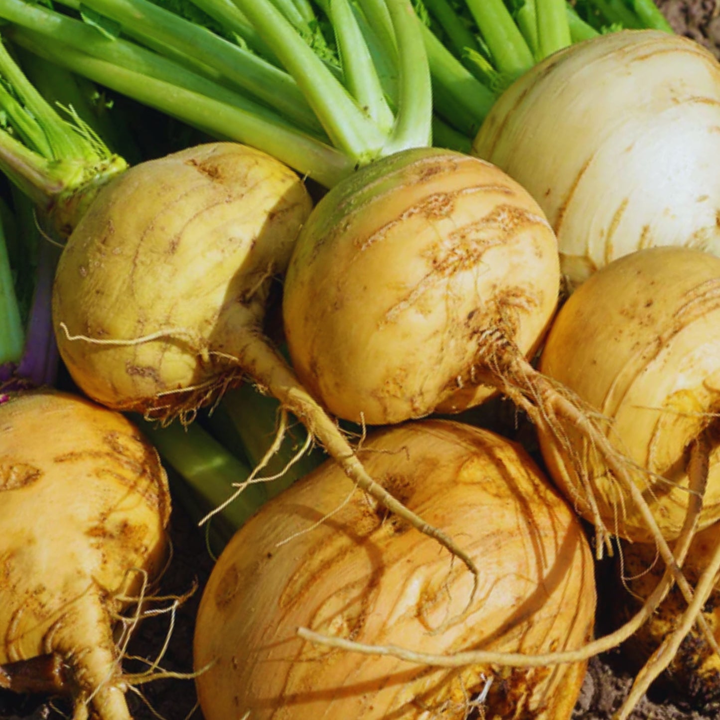Golden Globe Turnip Seeds