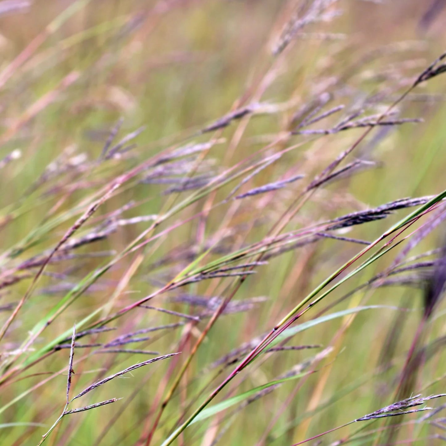 Big Bluestem Grass - Andropogon gerardii Seeds