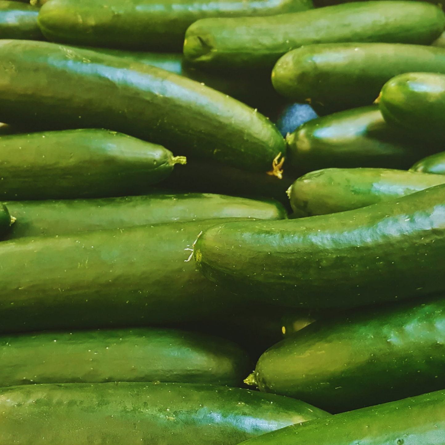 Ashley Cucumber Seeds