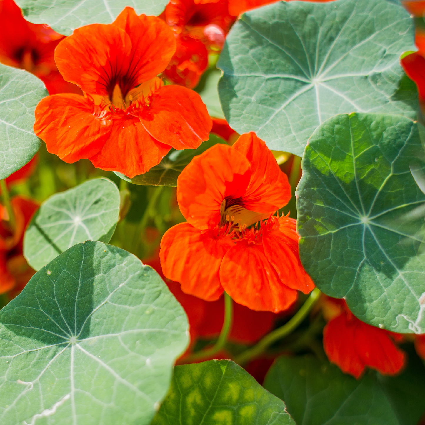 Empress of India Nasturtium Seeds