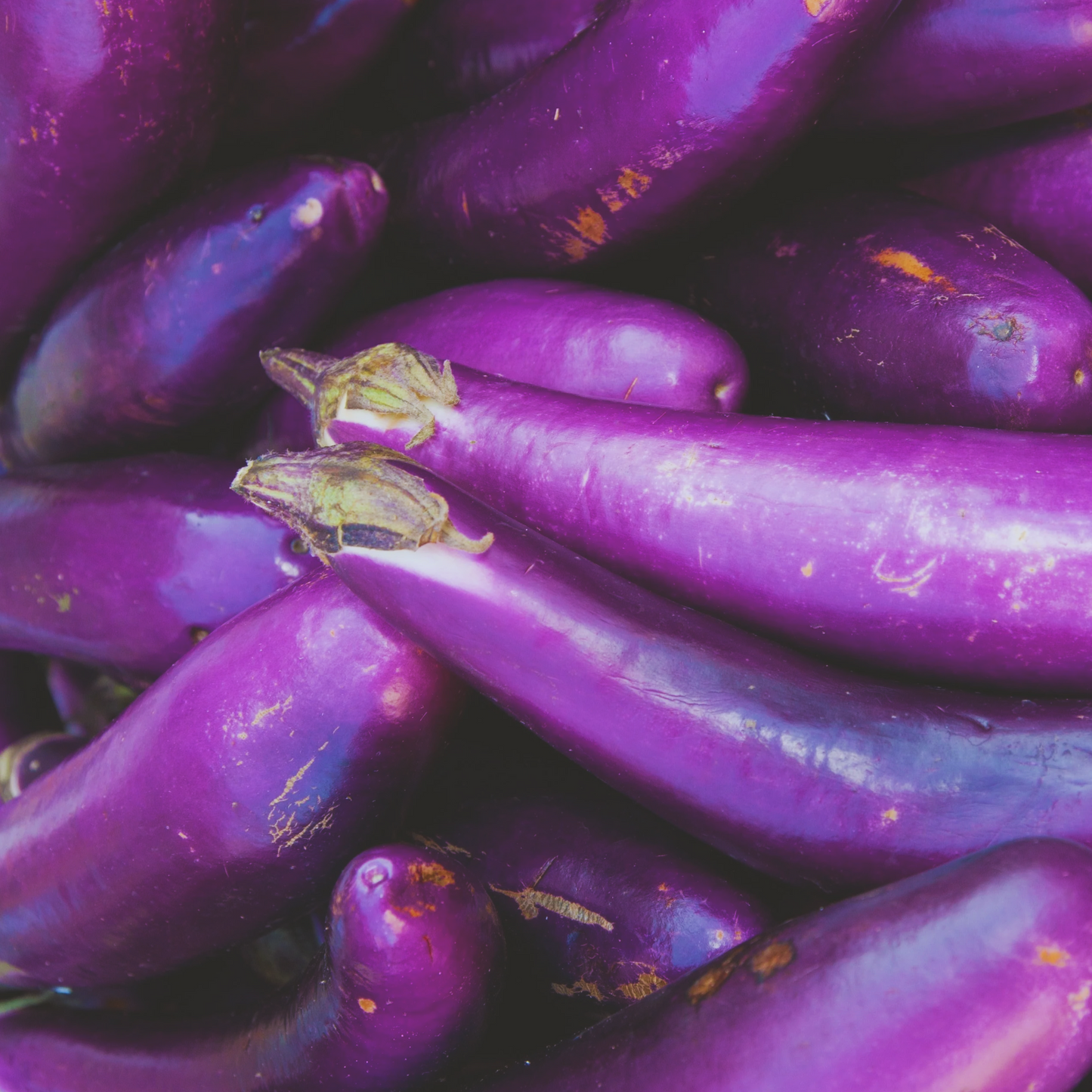 Long Purple Eggplant Seeds