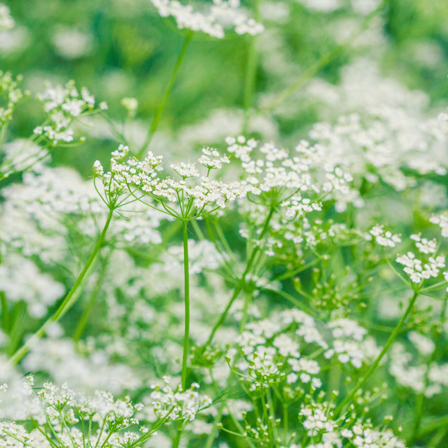 Carraway Seeds