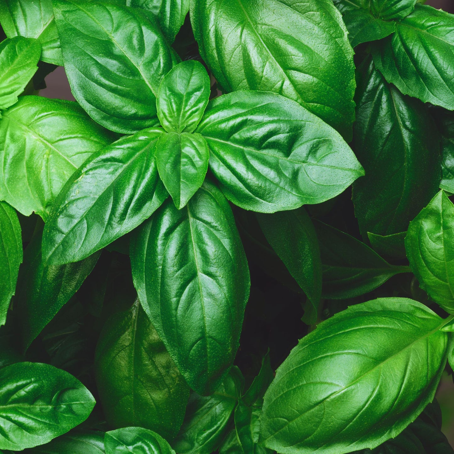 Genovese Basil Seeds