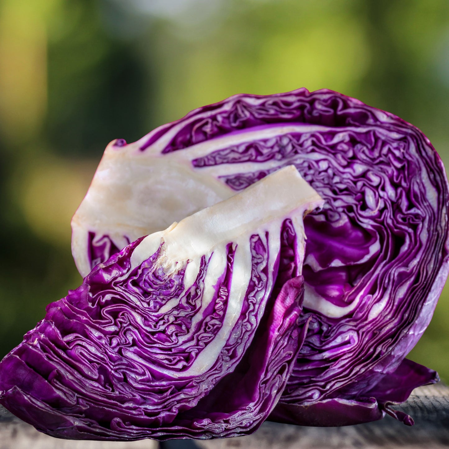Mammoth Red Rock Cabbage Seeds
