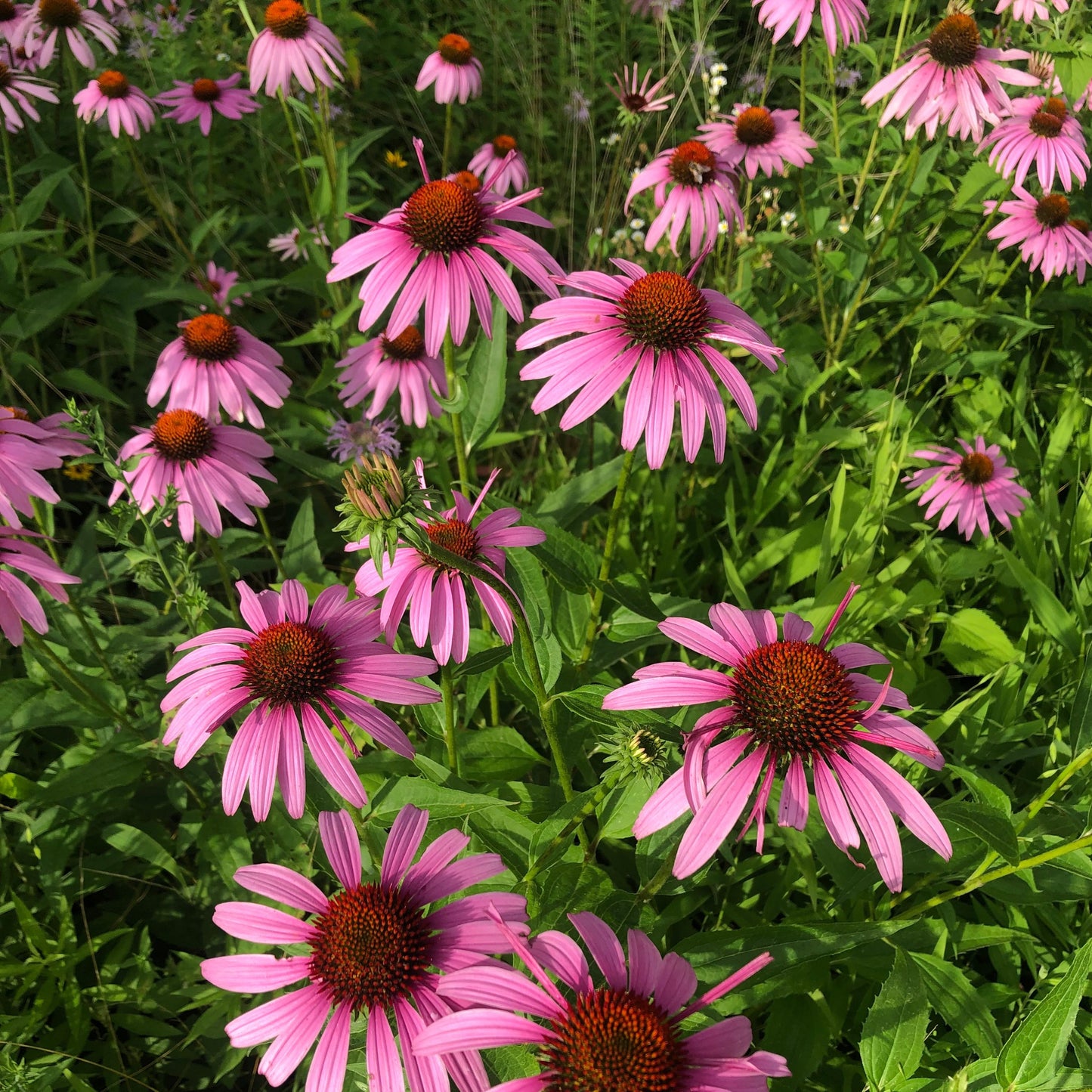 Purple Coneflower - Echinacea Purpurea Seeds