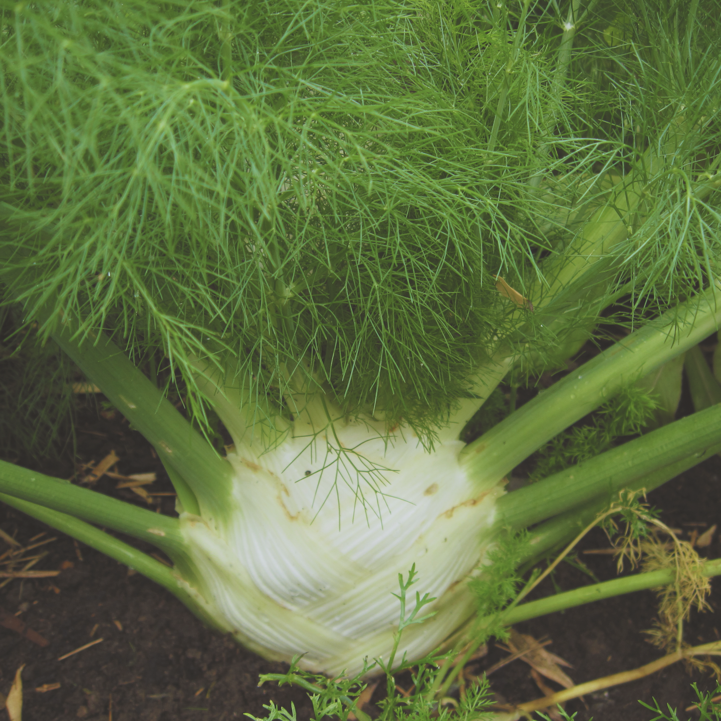 Florence Fennel Seeds