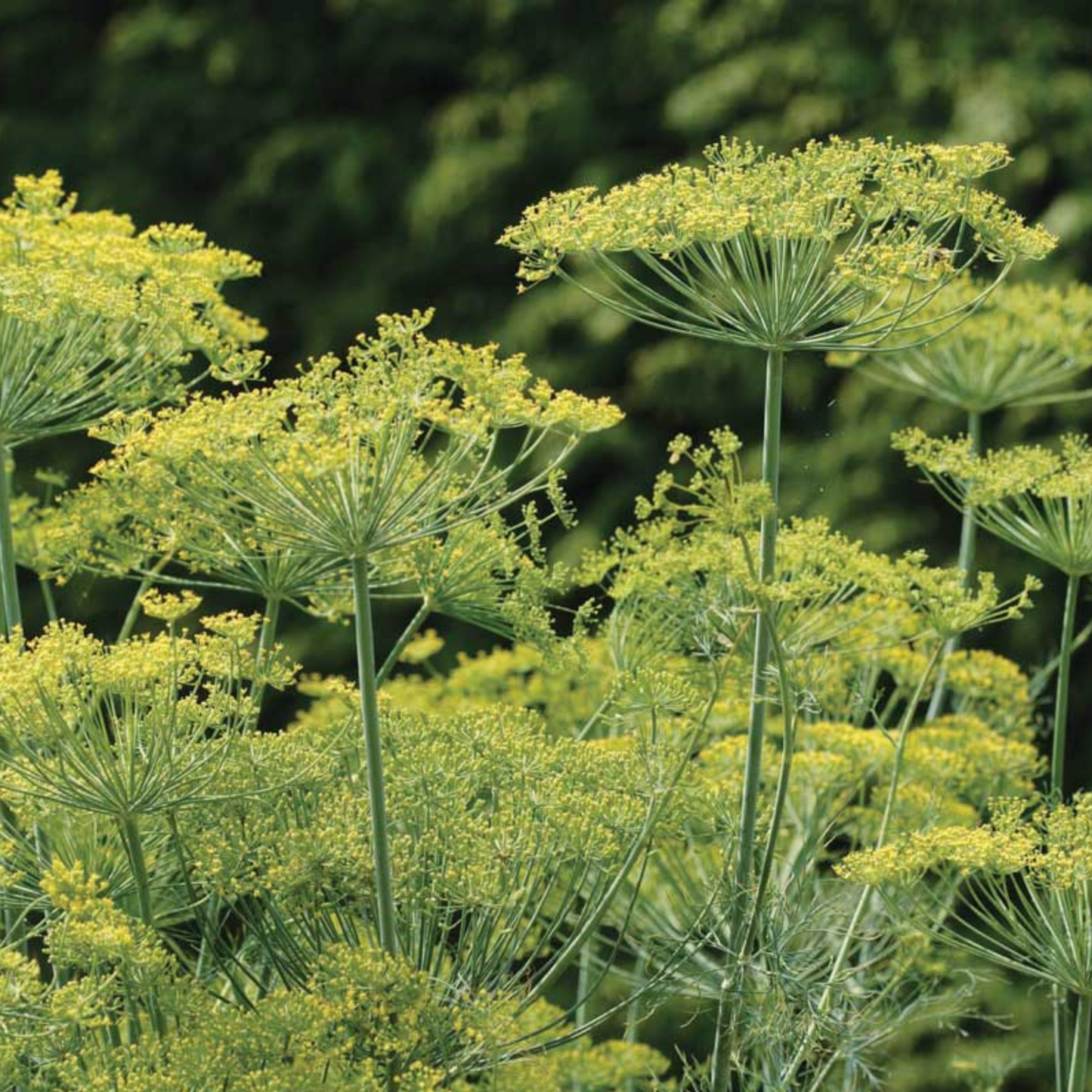 Bouquet Dill Seeds