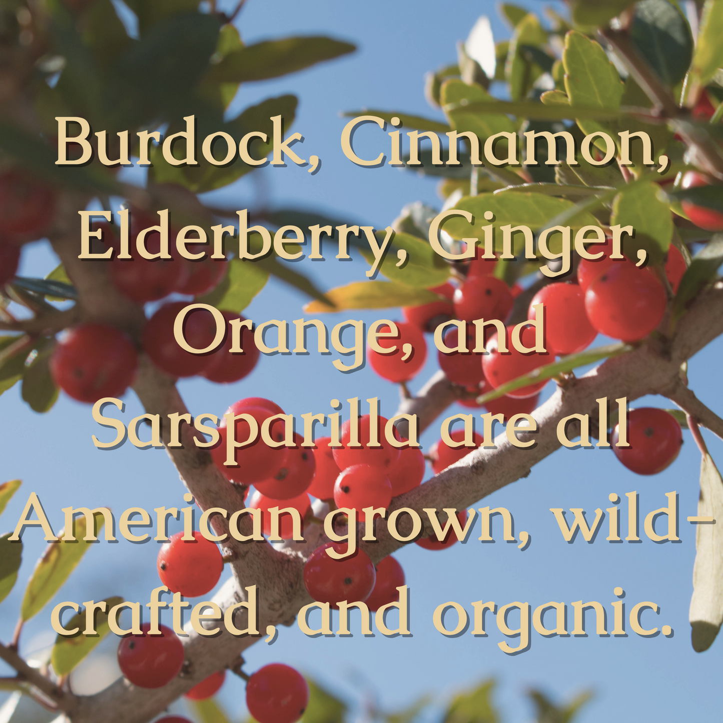 Yaupon Tea Leaves: America's Caffeine