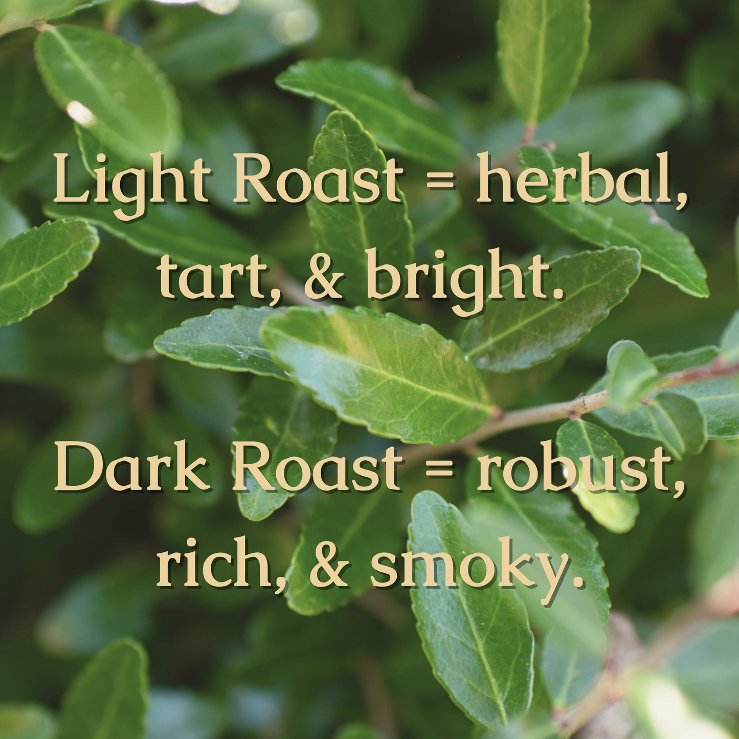Yaupon Tea Leaves: America's Caffeine