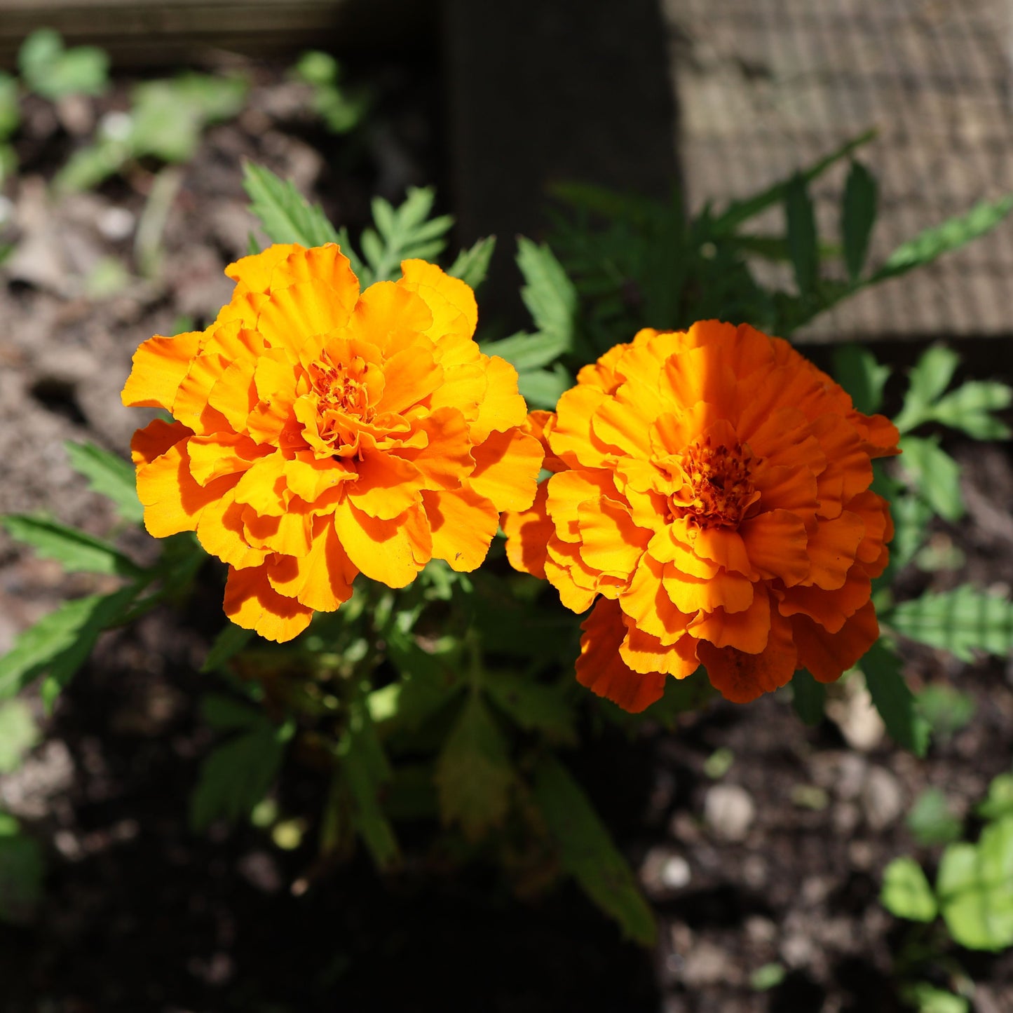 Petitie French Marigold Seed Mix