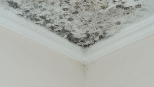 Mold in Homes