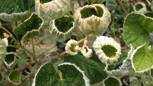 Stop the EPA from Re-approving Dicamba