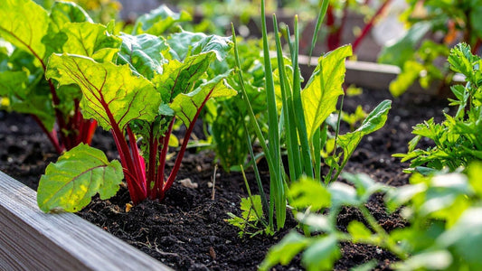 Companion Planting Guide