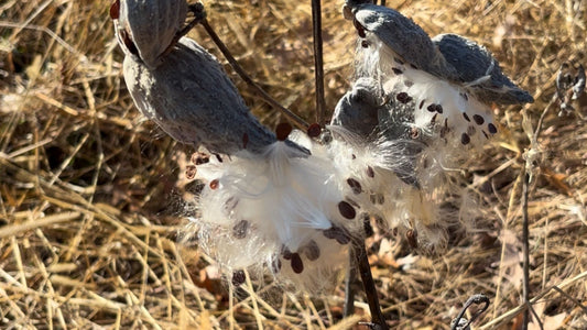 Harvest Milkweed Seeds