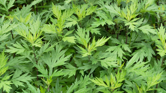 Mugwort: An Ancient Healing Herb