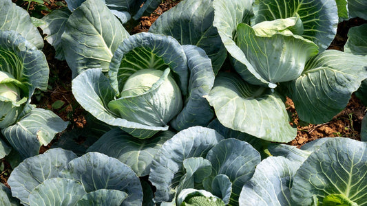Year of the Cabbage