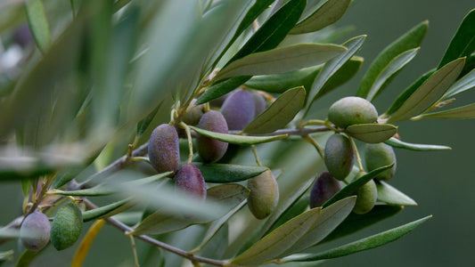 Find Extra Virgin Olive Oil Farms