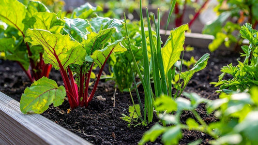 Companion Planting Guide