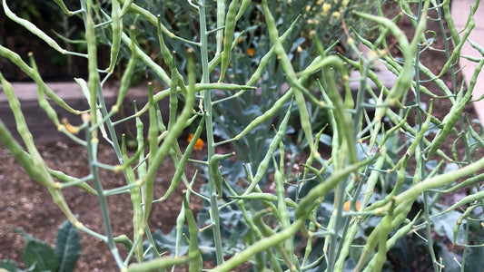 Seed Saving Guide