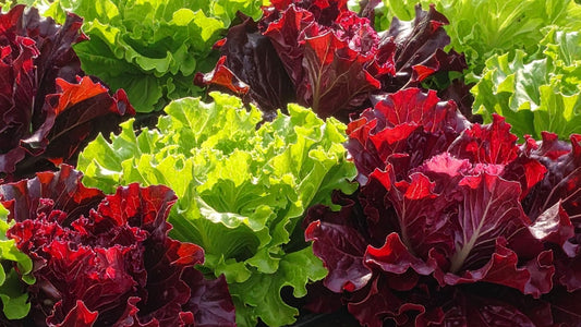 Succession Planting Guide