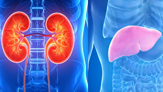 Support Kidney & Liver Function