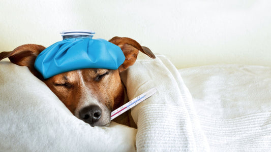 How to Prevent Fall Sickness