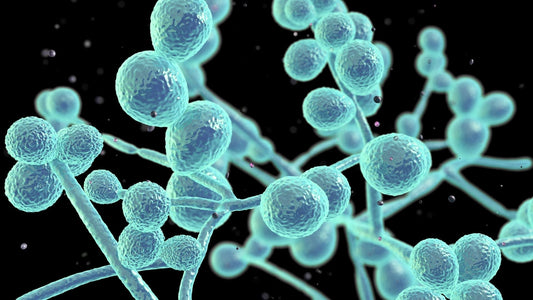 What is a Candida Cleanse?
