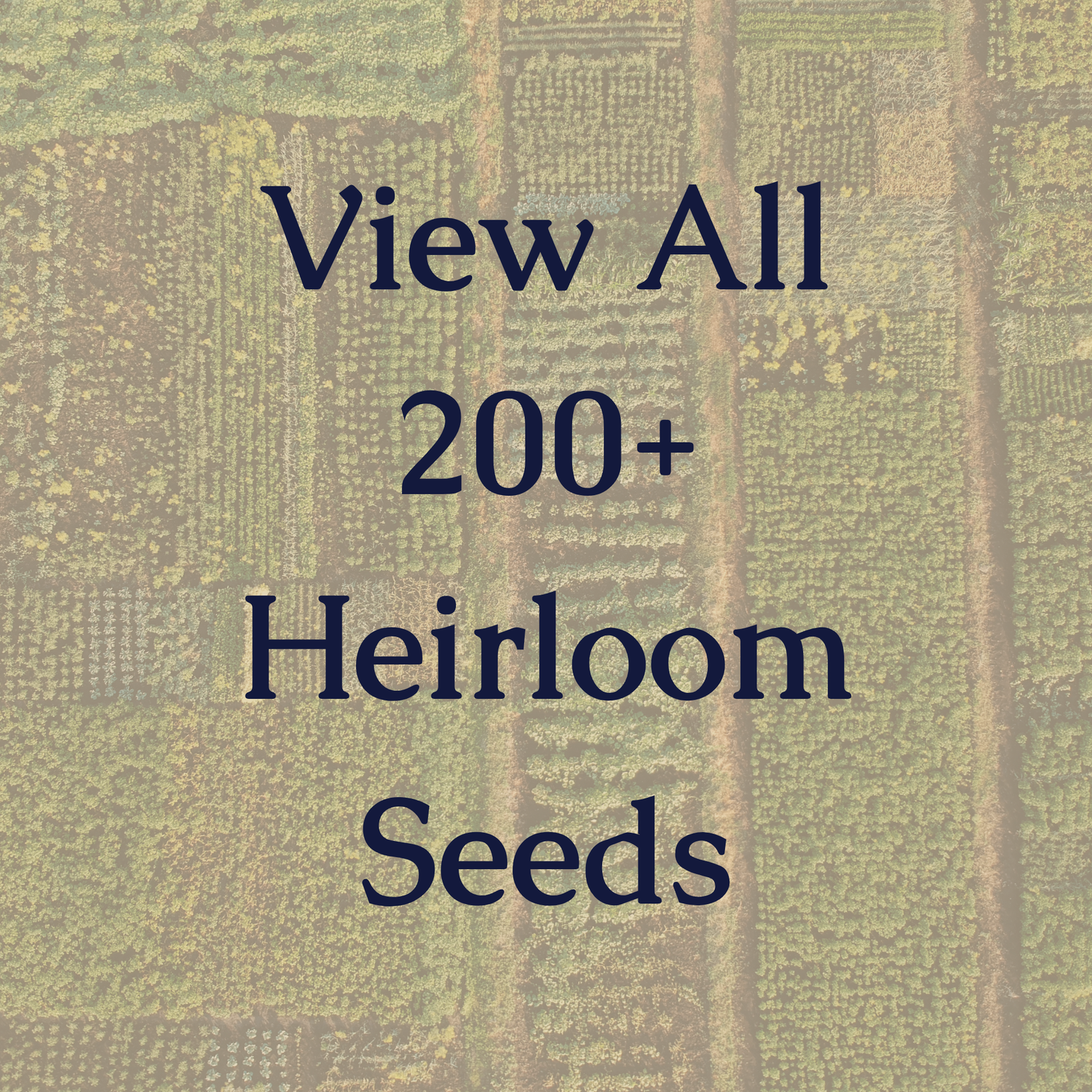 All Heirloom Seeds