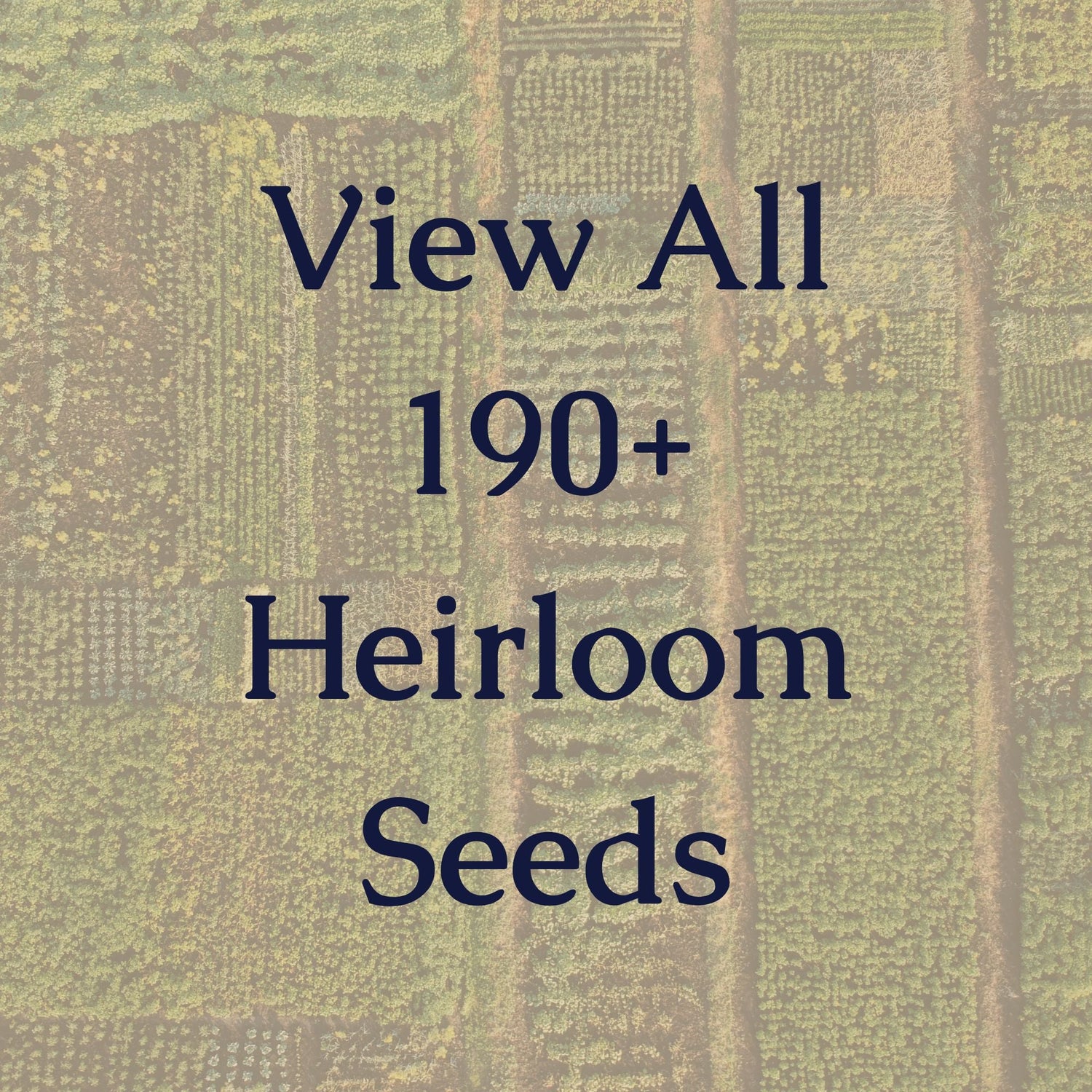 All Heirloom Seeds