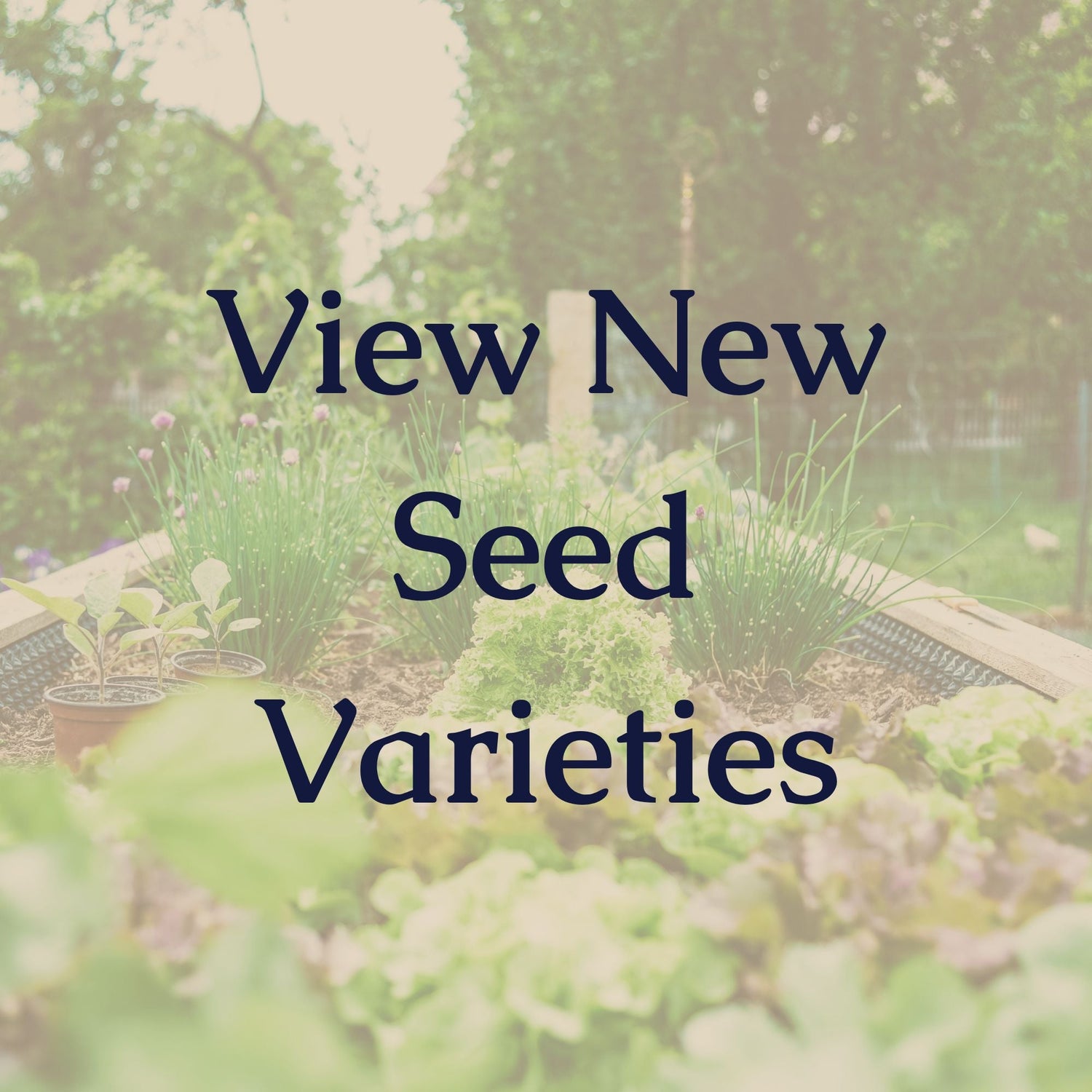 Newest Seed Varieties