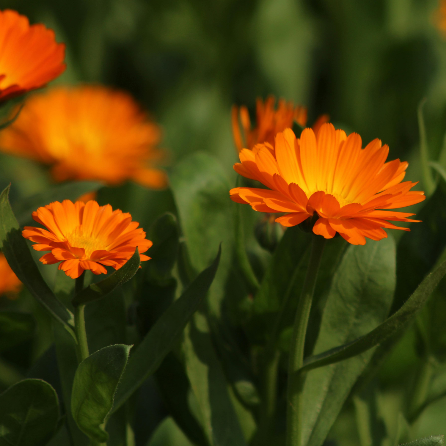 Annual Flowers