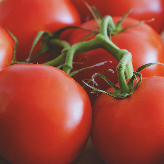 New Yorker Tomato Seeds