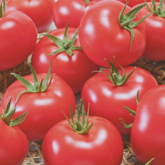 Porter Tomato Seeds