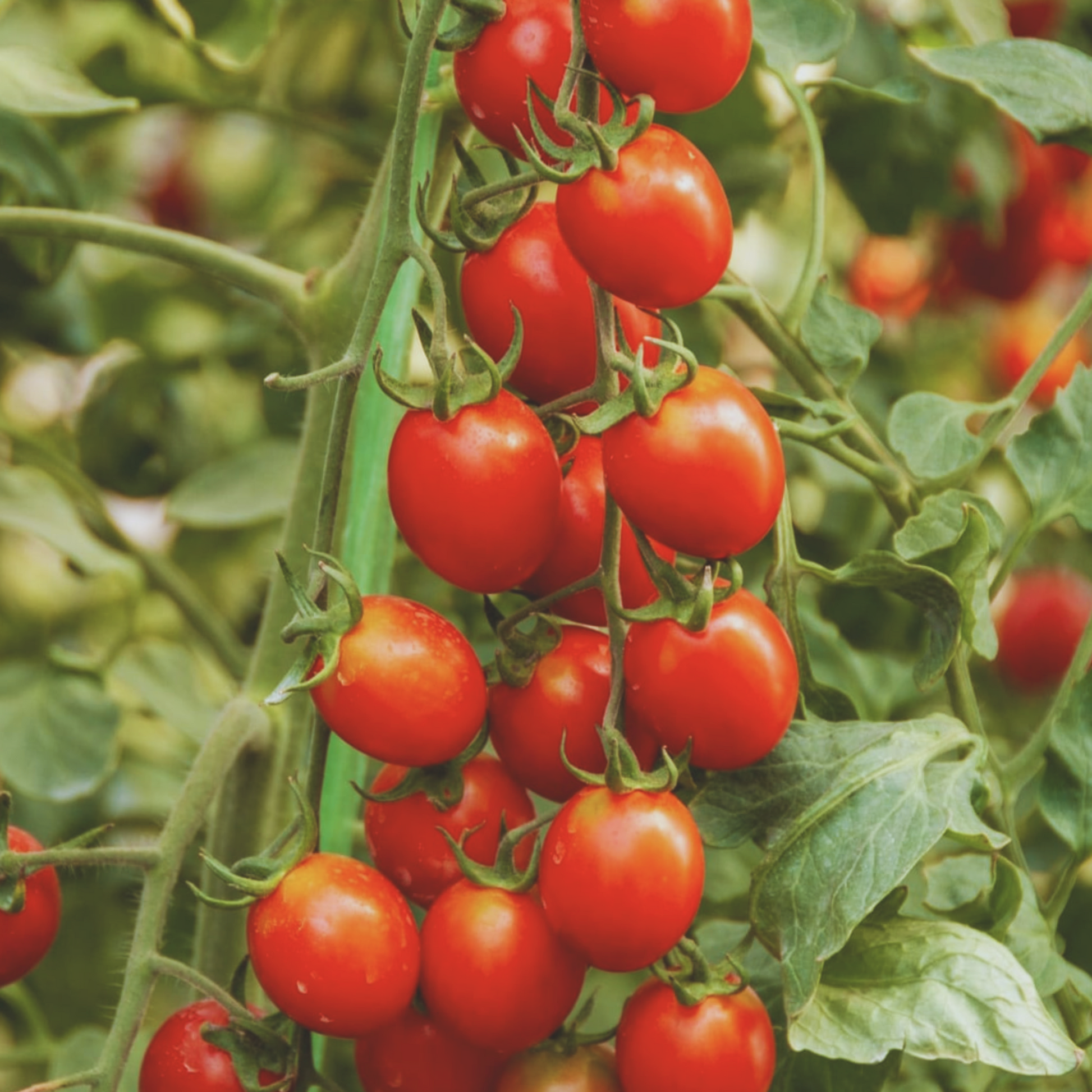 plant cherry tomato seeds Small Cherry Red Tomato Seeds – My Health Forward