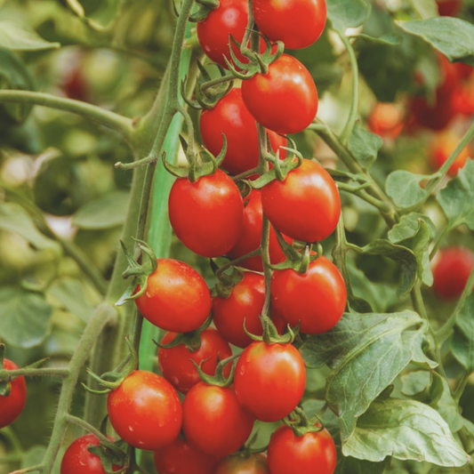 Small Cherry Red Tomato Seeds