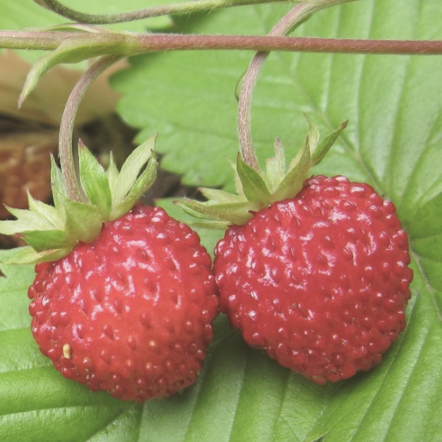 Strawberry Wild - Fragaria Virginiana Seeds