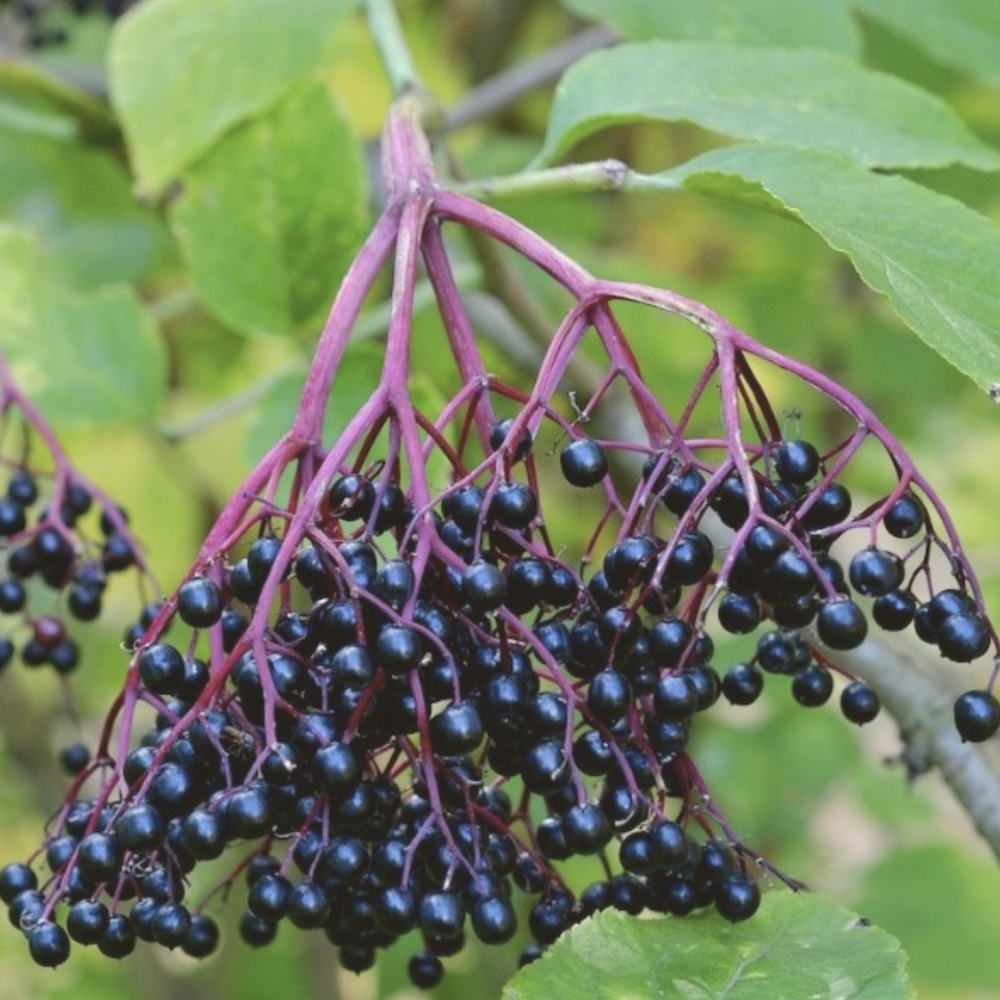 American Elderberry - Sambucus Canadensis Seeds