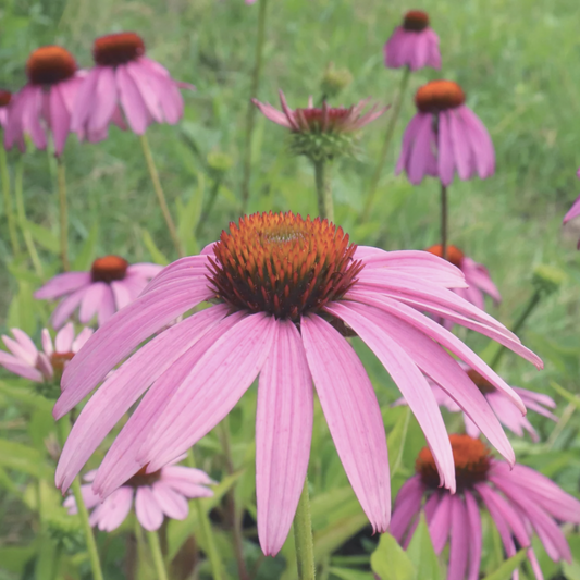 Purple Coneflower - Echinacea Purpurea Seeds