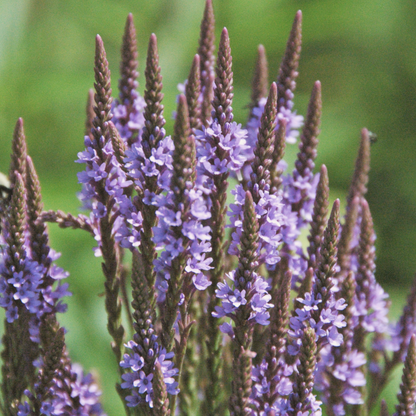 Blue Vervain - Verbena Hastata Seeds