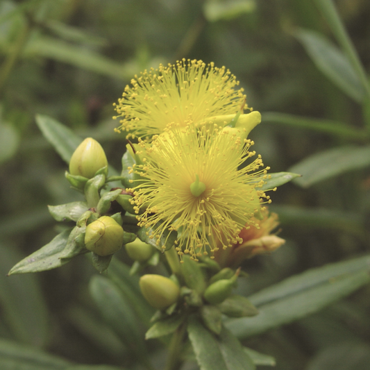 Shrubby St. John's Wort - Hypericum Prolificum Seeds