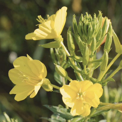 Common Evening Primrose - Oenothera Biennis Seeds