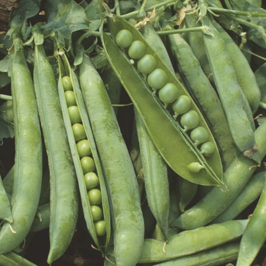 Green Arrow Garden Pea Seeds